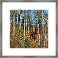 Aspen Autumn Framed Print