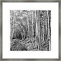 Aspen Forest Framed Print