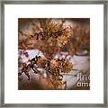 Asters Of March Framed Print