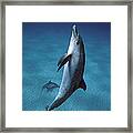 Atlantic Spotted Dolphins Framed Print