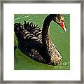 Australian Black Swan Framed Print