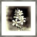 Australian Coastal Wildflowers Framed Print