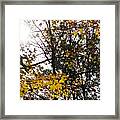 Autumn 2 Framed Print