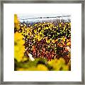 Autumn Colored Vineyard Framed Print