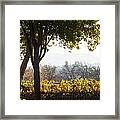Autumn In A Vineyard Framed Print