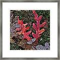 Autumn Leaf Art Iii Framed Print