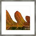 Autumn Leaf Macro Photograph Framed Print