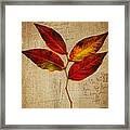 Autumn Leaf With Texture Framed Print