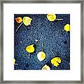 Autumn Leaves Framed Print