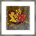 Autumn Maple Leaf In Water Framed Print