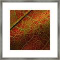 Autumn Maple Leaf Framed Print