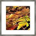 Autumn Morning Framed Print