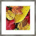 Autumn Framed Print