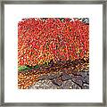 Autumn Tree Framed Print