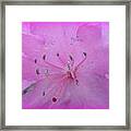 Azalea Smiles For You Framed Print