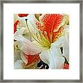 Azaleodendron Glory Of Littleworth Framed Print