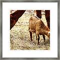Baby Goat 3 Framed Print