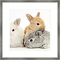 Baby Lop Rabbits Framed Print