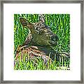 Baby Moose Framed Print