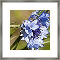 Bachelor Button Blowin In The Wind Framed Print