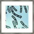 Bacillus Megaterium Framed Print