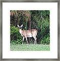 Backyard Deer Framed Print