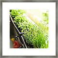 Balcony Herb Garden Framed Print