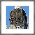 Bald Eagle Haliaeetus Leucocephalus Framed Print