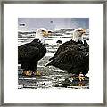 Bald Eagle Trio Framed Print