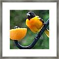 Baltimore Oriole And Orange Framed Print