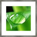 Bamboo With Water Drops Framed Print