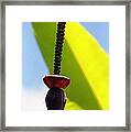 Banana Flower Framed Print