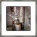 Banana Spider Framed Print