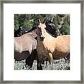 Band Of Friends - Monero Mustangs Sanctuary Framed Print