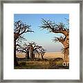 Baobabs Of Makgadikgadi Framed Print