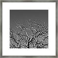 Bare Tree Top Framed Print