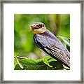 Barn Swallow In Sunlight Framed Print
