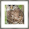 Barred Owl Framed Print