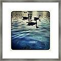 Be L¡ke A Duck, Calm On The Surface Framed Print