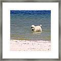 Beach Poodle Framed Print
