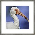 Beak Envy...i Know You're Feeling It Framed Print