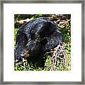 Bear In Tall Grass Framed Print