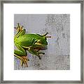 Beautiful American Green Tree Frog On Grunge Background Framed Print