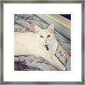 Beautiful Cat Framed Print