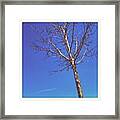 #beautiful #day!(: #tree #sky Framed Print
