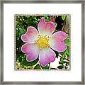 #beautiful #spring #flower For The Framed Print