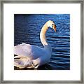 Beautiful Swan Framed Print