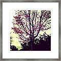 #beautiful #tree I Came Across This Framed Print