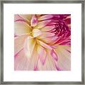 Beauty In A Flower So Delicate #flower Framed Print