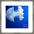 Beauty In The Blue Framed Print